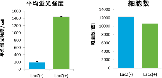 GlycoYELLOW(TM)-βGal染色の画像解析