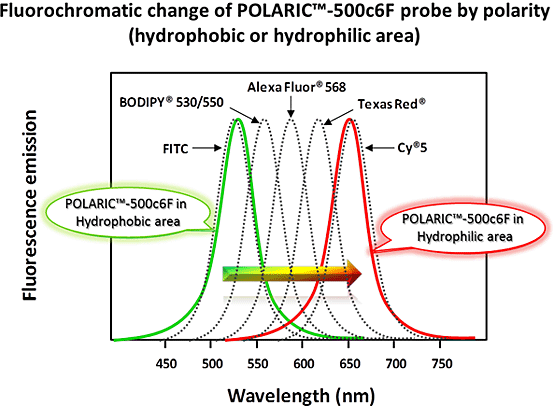Fluorochromatic change of POLARIC™-500c6F probe by polarity.