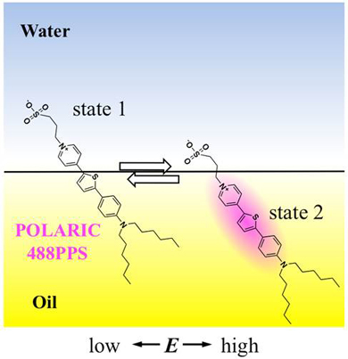 油水界面でのPOLARIC™ 488PPSの界面電位に依存する吸着状態変化。