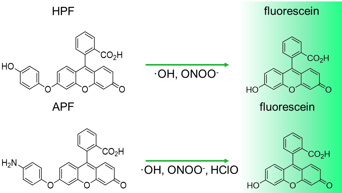 Hydroxyphenyl Fluorescein (HPF) /Aminophenyl Fluorescein (APF) Reactive